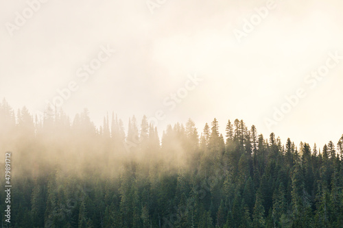 foggy over forrest in the evening. © checubus