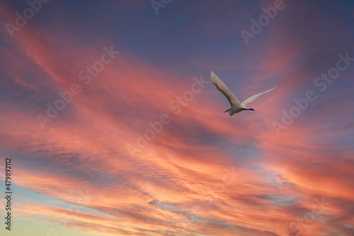 The flight of the little egret in beautiful sunset sky over water. A heron flies over a city pond during an orange-pink sunset. © Dmitrii Potashkin