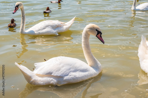 A large flock of graceful white swans swims in the lake.  swans in the wild