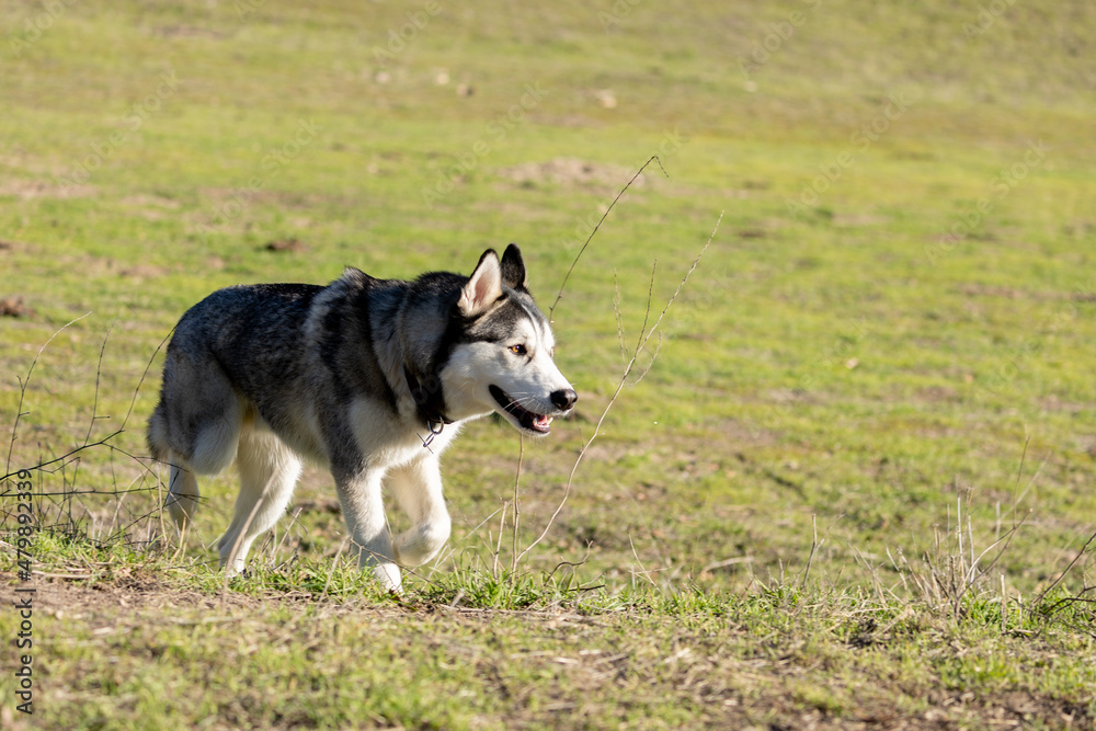 Siberian Husky on a Ranch Siberian Husky on a Ranch
