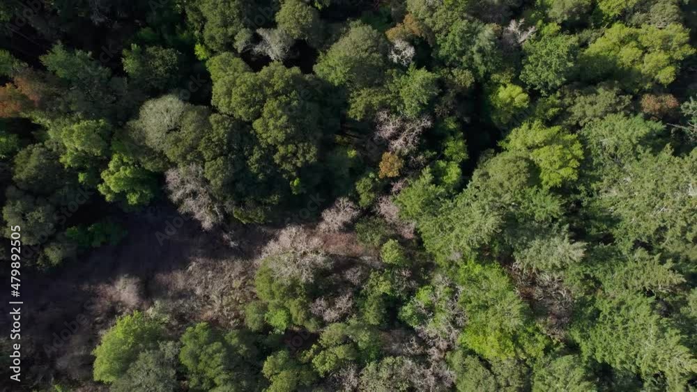 Drone rolling bird's eye of Northern California forest pulling out. 23.976 FPS. Drone rolling bird's eye of Northern California forest pulling out. 23.976 FPS.
