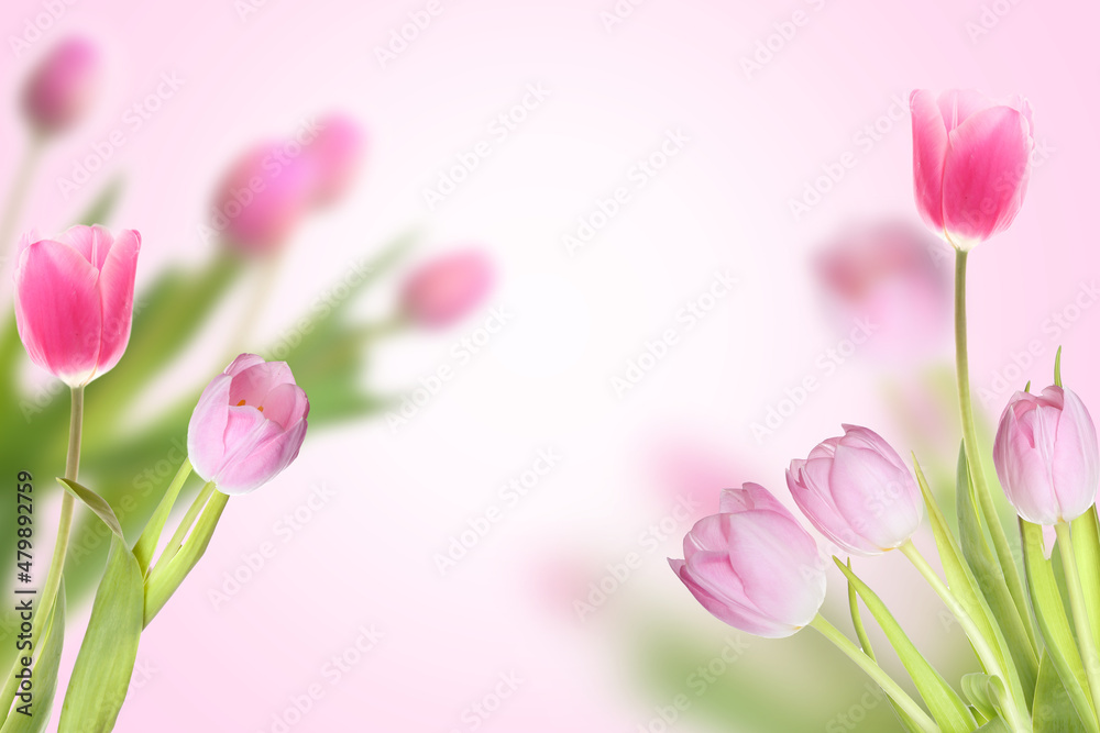 Fototapeta premium Beautiful tulip flowers on pink background