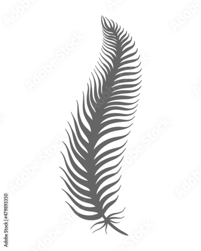 Bird feather hand engraved vector isolated illustration. Feather sketch boho style. Decoration