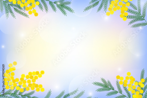 Spring background with blooming mimosa
