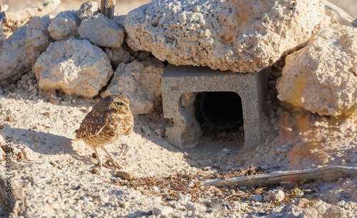 Burrowing Owl in nest in desert