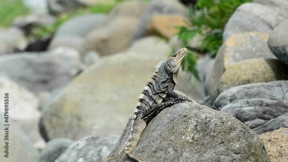 Black iguana sitting on the edge of a large rock rearranging itself. The greenery in blurred background moving in the warm pacific breeze. Black iguana sitting on the edge of a large rock rearranging itself. The greenery in blurred background moving in the warm pacific breeze.