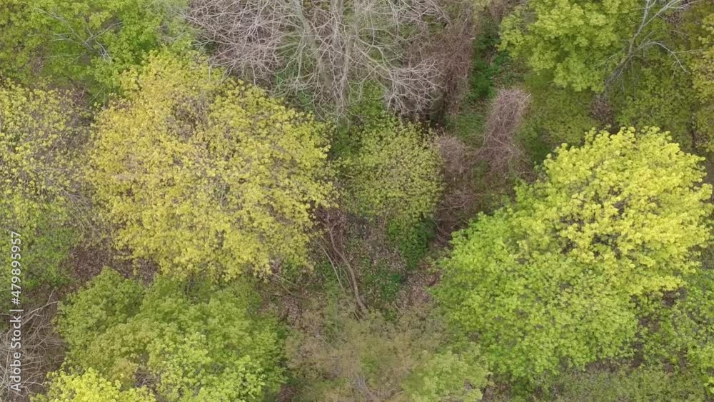 Urban Park Spring Trees Flyby 2 in 1clips Urban Park Spring Trees Flyby 2 in 1clips