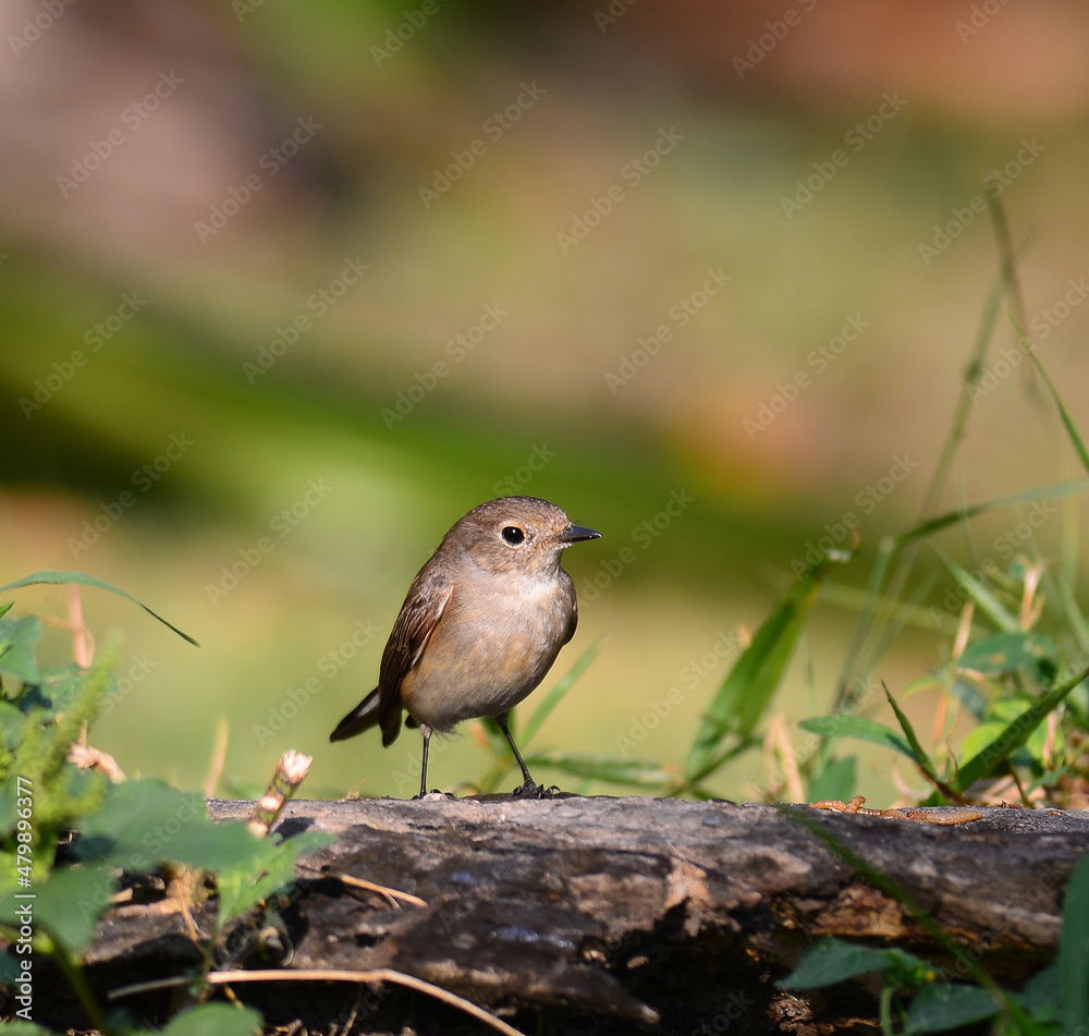 Fototapeta premium beatiful asian brown flycatcher(Muscicap a dauurica) standing on branch
