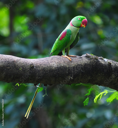 A male Alexandrine Parakeet (Psittacula eupatria)