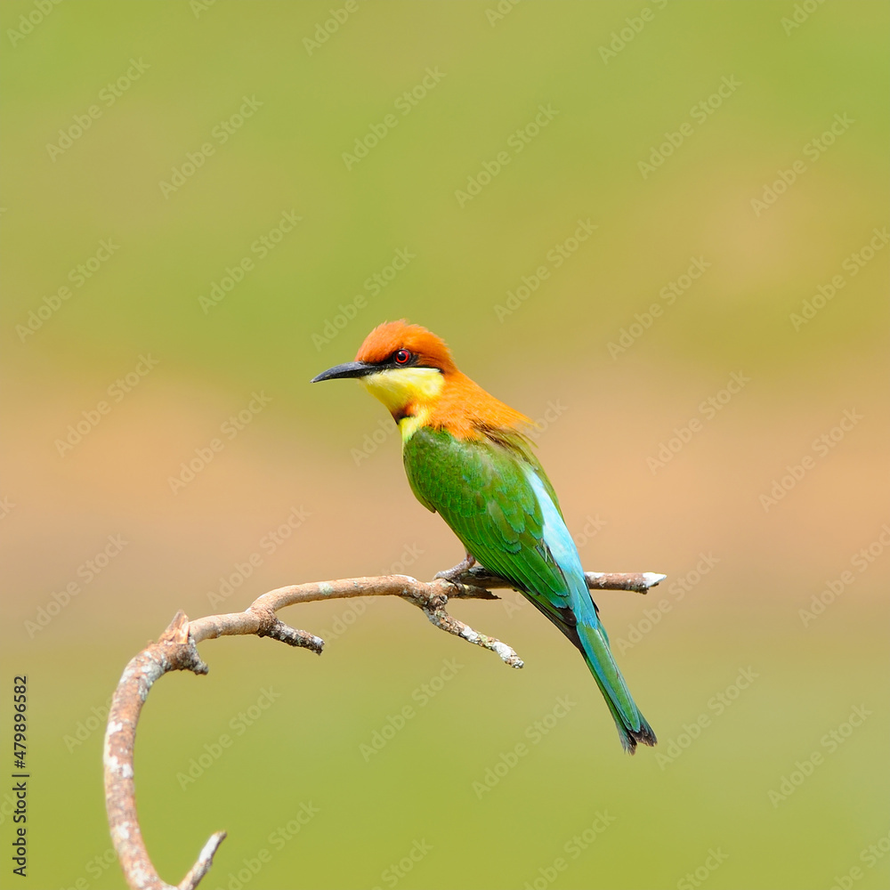 Bee eater Bird on a branch, in nature Bee eater Bird on a branch, in nature