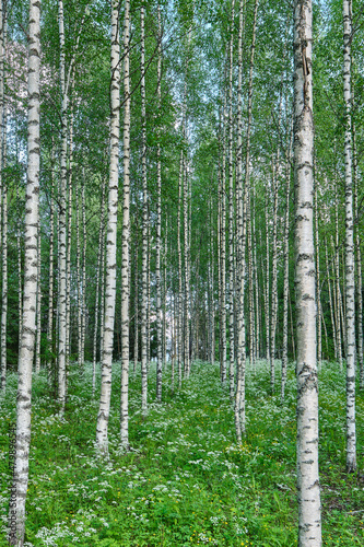Fototapeta Naklejka Na Ścianę i Meble -  Finnish birch forest