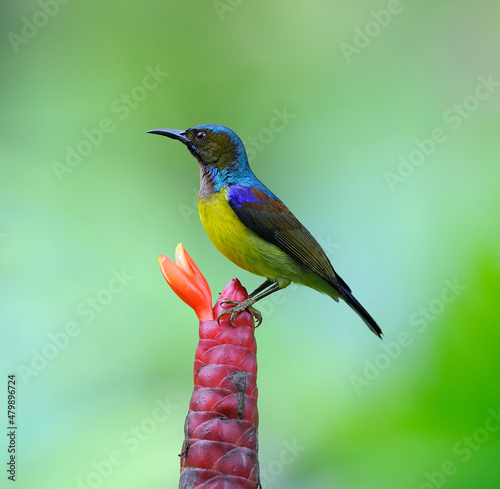 Brown-throated Sunbird  (Anthreptes malacensis) on the flower