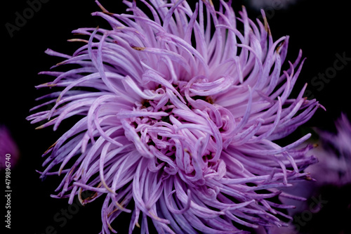 Fototapeta Naklejka Na Ścianę i Meble -  purple aster flower