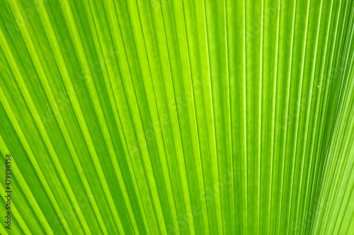 Green sugar palm leaf  may use as background