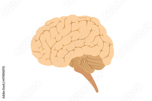 human brain vector illustration