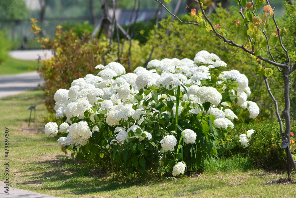 Naklejka premium 수국