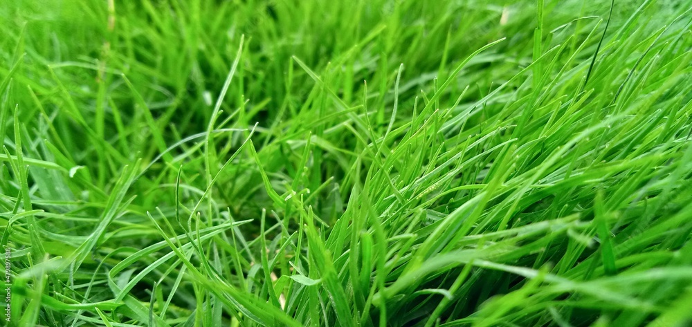 green grass background