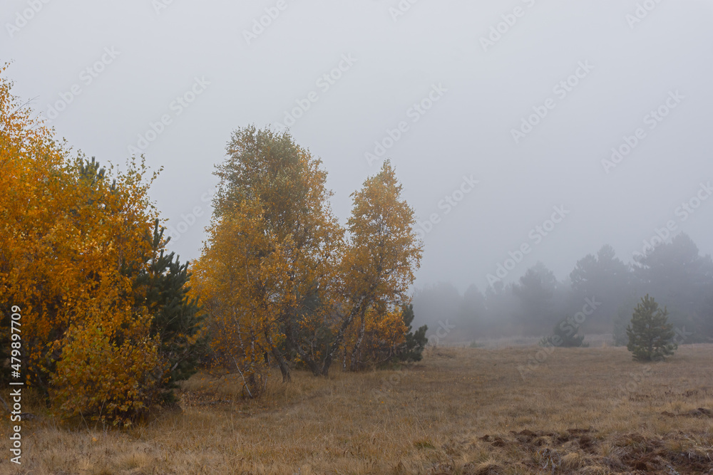 Birch autumn fog. Atmospheric autumn landscape. Low golden trees in a thick foggy haze. The concept of sadness, withering nature, longing. Russian landscape with birches and pines. Fabulous view