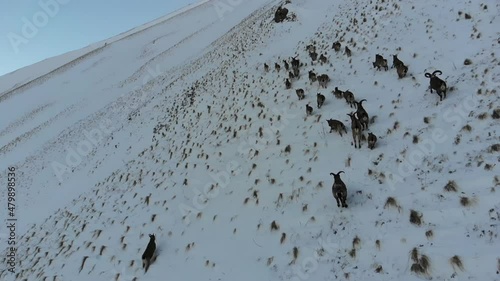 Caucasus, Ossetia. Kurtat gorge. A herd of mountain goats runs along the slope. photo