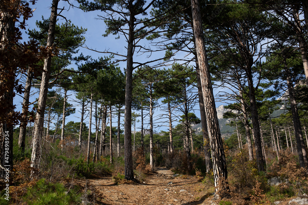view of the mountains surrounded by coniferous and deciduous trees view of the mountains surrounded by coniferous and deciduous trees