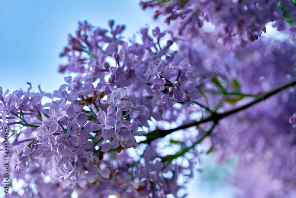 Bright beautiful lilac flowers, close up on a sunny spring morning Bright beautiful lilac flowers, close up on a sunny spring morning