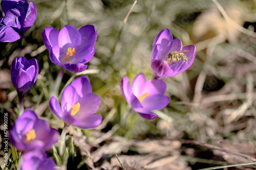 Pszczoła miodna na krokusie wiosennym. Wiosenne kwiaty w ogrodzie. Krokus kwitnący wiosną w ogrodzie oblatywany przez pszczołę miodną. Pożytek pszczeli wiosną. Pyłek pszczeli wiosną dla pszczół. 