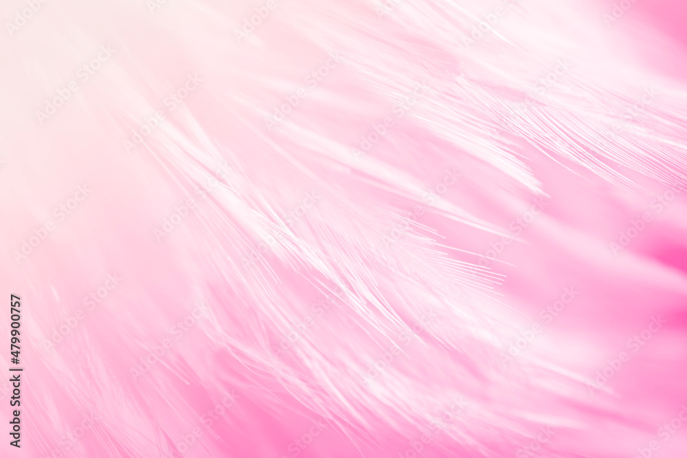 Beautiful Pink and White Feathers Texture Line Background. Swan Feathers. Beautiful Pink and White Feathers Texture Line Background. Swan Feathers.