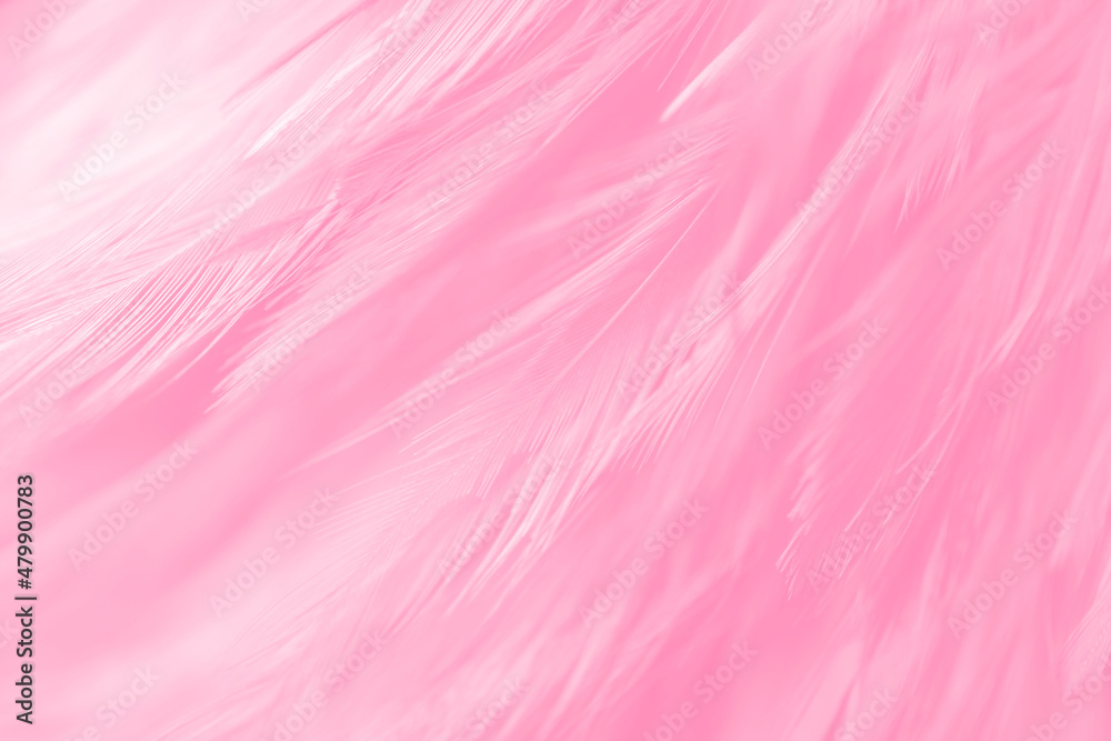 Beautiful Pink and White Feathers Texture Line Background. Swan Feathers. Beautiful Pink and White Feathers Texture Line Background. Swan Feathers.