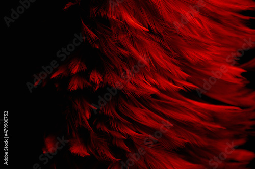 Beautiful Dark Red Feathers Texture on Black. Swan Feathers Background. © Siwakorn1933