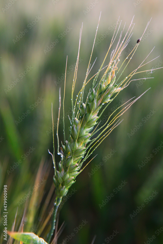 Fototapeta premium ears of wheat in field