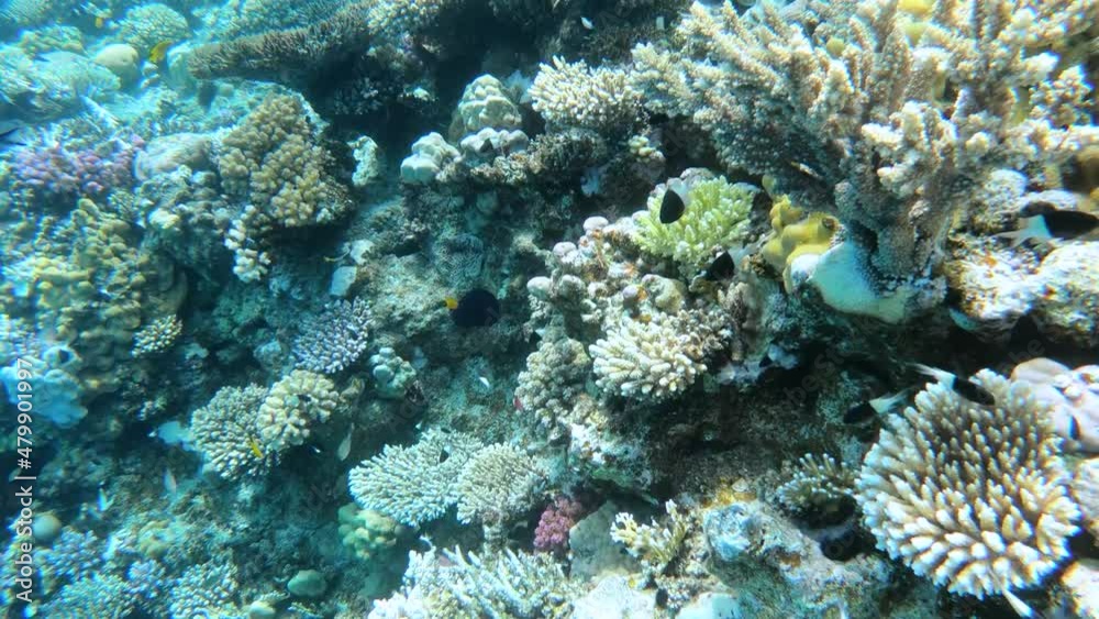 Seascape in turquoise underwater scene sea ocean with colorful corals, colorful tropical fish. Landscape of marine life underwater scene. Selective focus 4K Seascape in turquoise underwater scene sea ocean with colorful corals, colorful tropical fish. Landscape of marine life underwater scene. Selective focus 4K