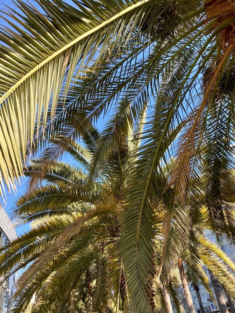Fototapeta premium palm branches against the sky, natural background