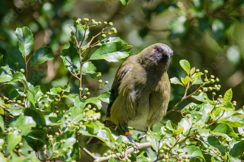 new zealand bellbird photo