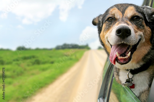 Fotografie, Obraz German Shepherd Dog Sticking Head Out Driving Car Window