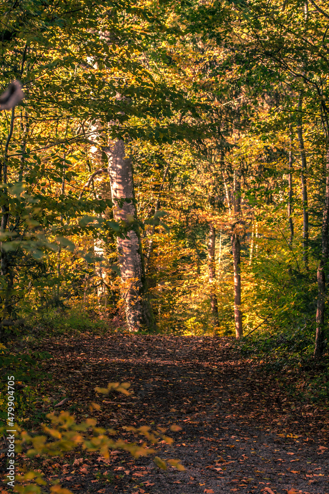 Fototapeta premium Blätter bedekter Waldpfad im Herbst