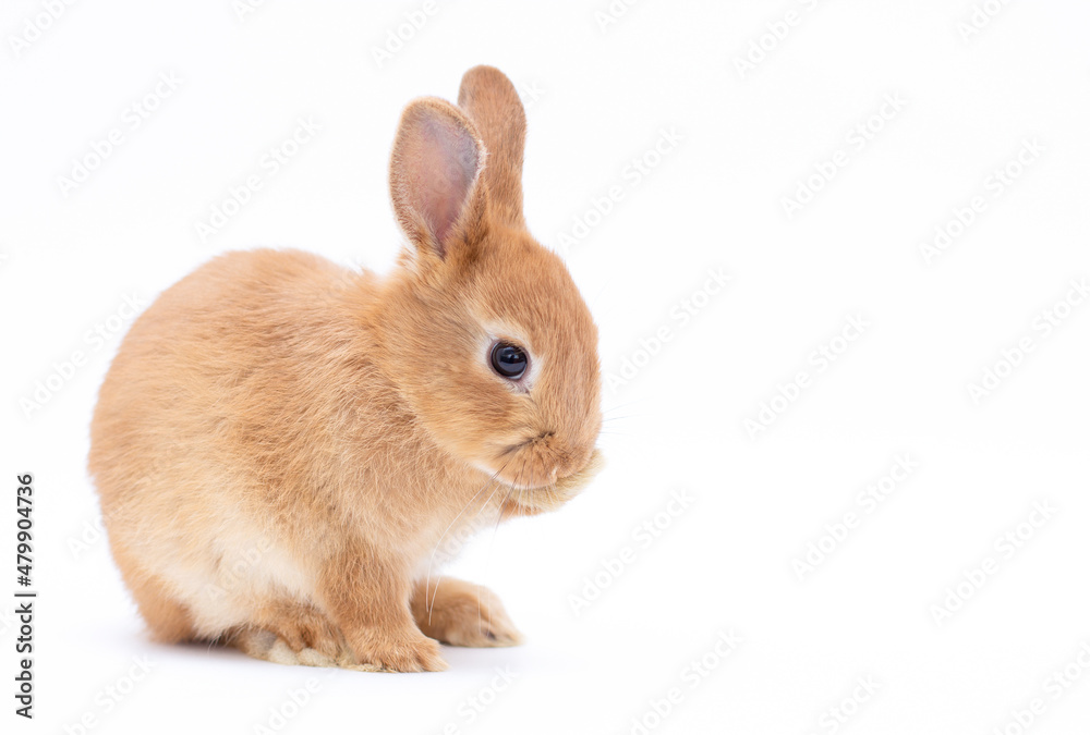Little dwarf rabbit isolated on white Little dwarf rabbit isolated on white