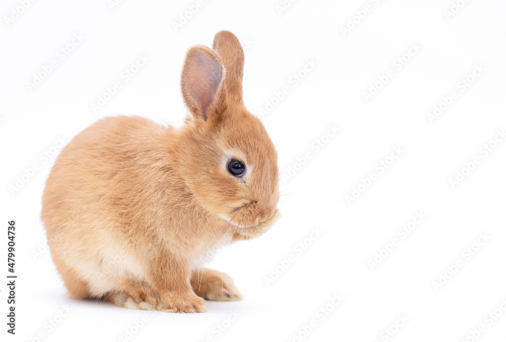 Little dwarf rabbit isolated on white