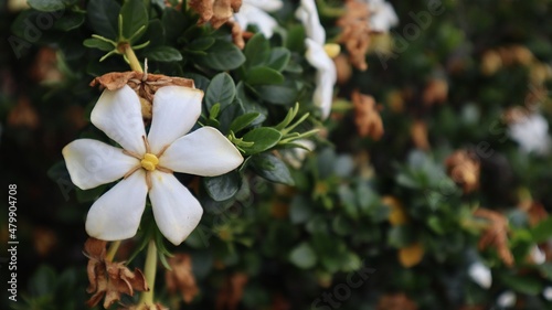 white Gardenia Kleim's Hardy flower