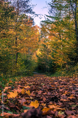 Bl  tter bedeckter Wald Pfad im Herbst