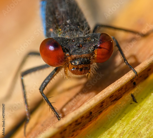 Erythromma viridulum (Small Redeye) photo