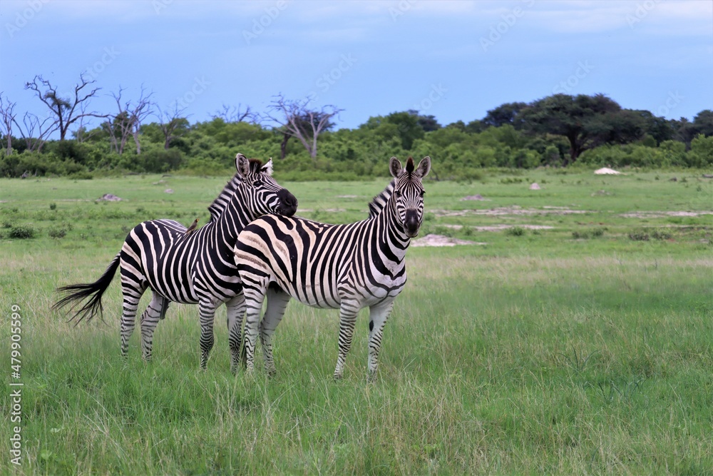 Obraz premium zebras and a small bird in the wild