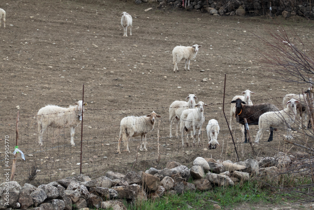 Grazing sheep on Sicilian hills.