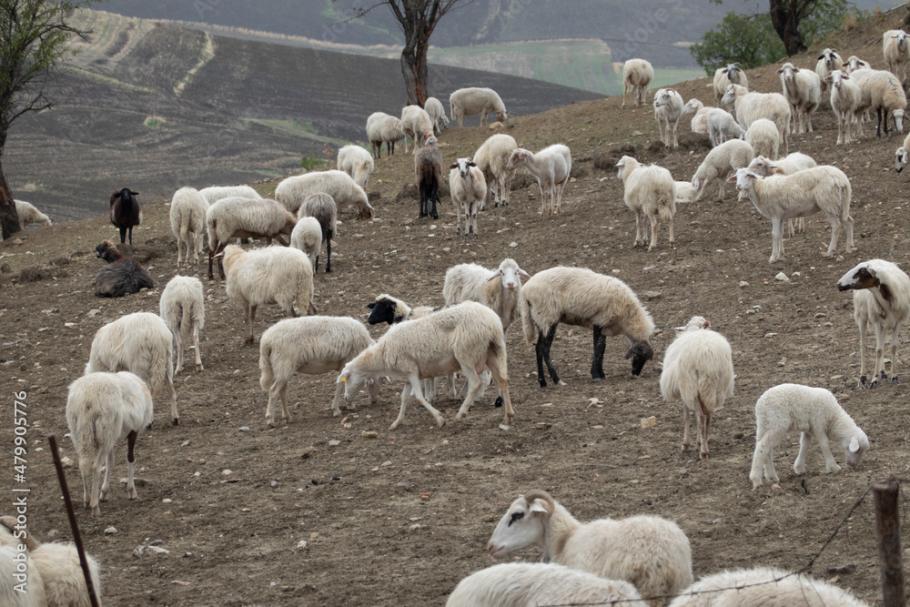 Obraz premium Grazing sheep on Sicilian hills.