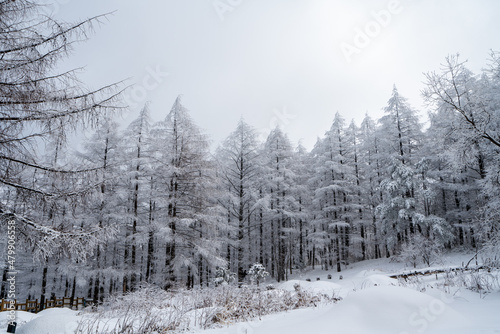 Snowy winter forest, south korea. 눈 덮인 겨울 숲, 전나무. © Jacky. Woo