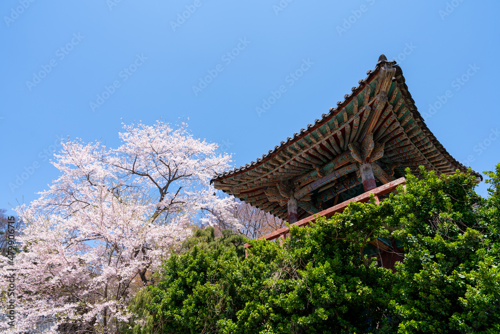 Cherry Blossoms at Gaesimsa Temple. 개심사 벚꽃