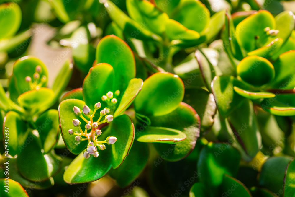 Spikeless cactus green leaves background with cactus flower. Spikeless cactus green leaves background with cactus flower.