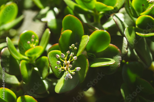 Spikeless cactus green leaves background with cactus flower. photo