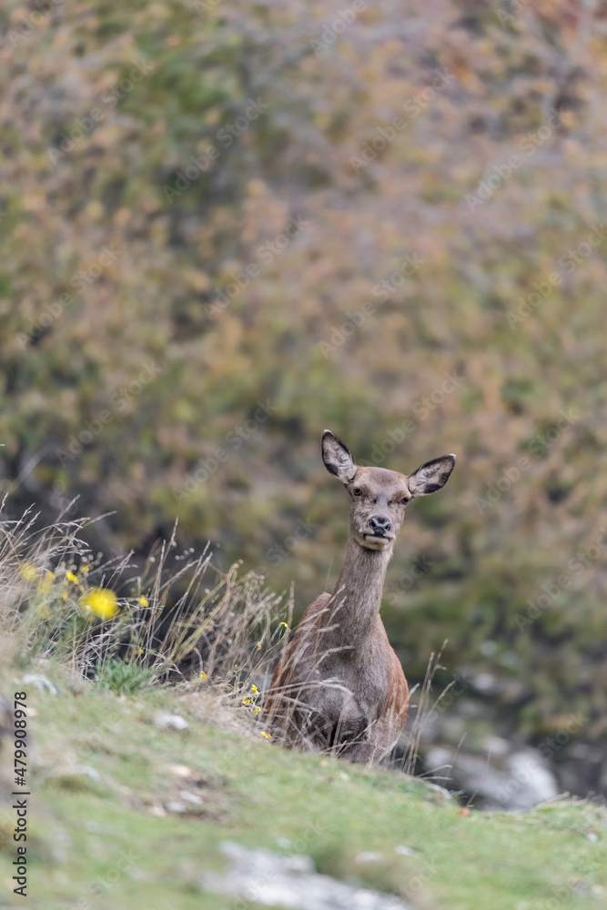 Fine art portrait of deer female (Cervus elaphus) Fine art portrait of deer female (Cervus elaphus)