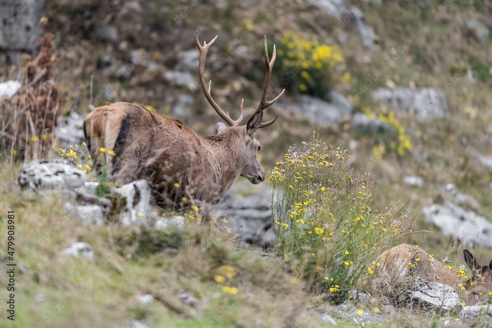 Deer male follows female in rutting season (Cervus elaphus) Deer male follows female in rutting season (Cervus elaphus)