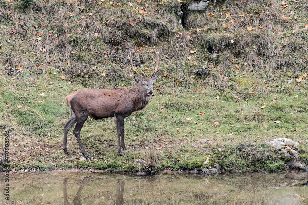 Red deer male near a pond (Cervus elaphus) Red deer male near a pond (Cervus elaphus)